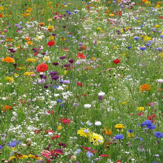 Blomsterblandning Snabbväxande