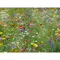 Blomsterblandning Snabbväxande