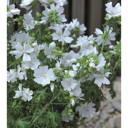 Myskmalva ´Snow White´