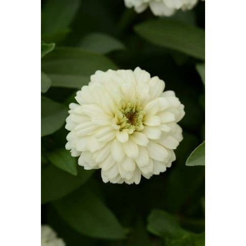 Marylandzinnia ´Zahara Double White´