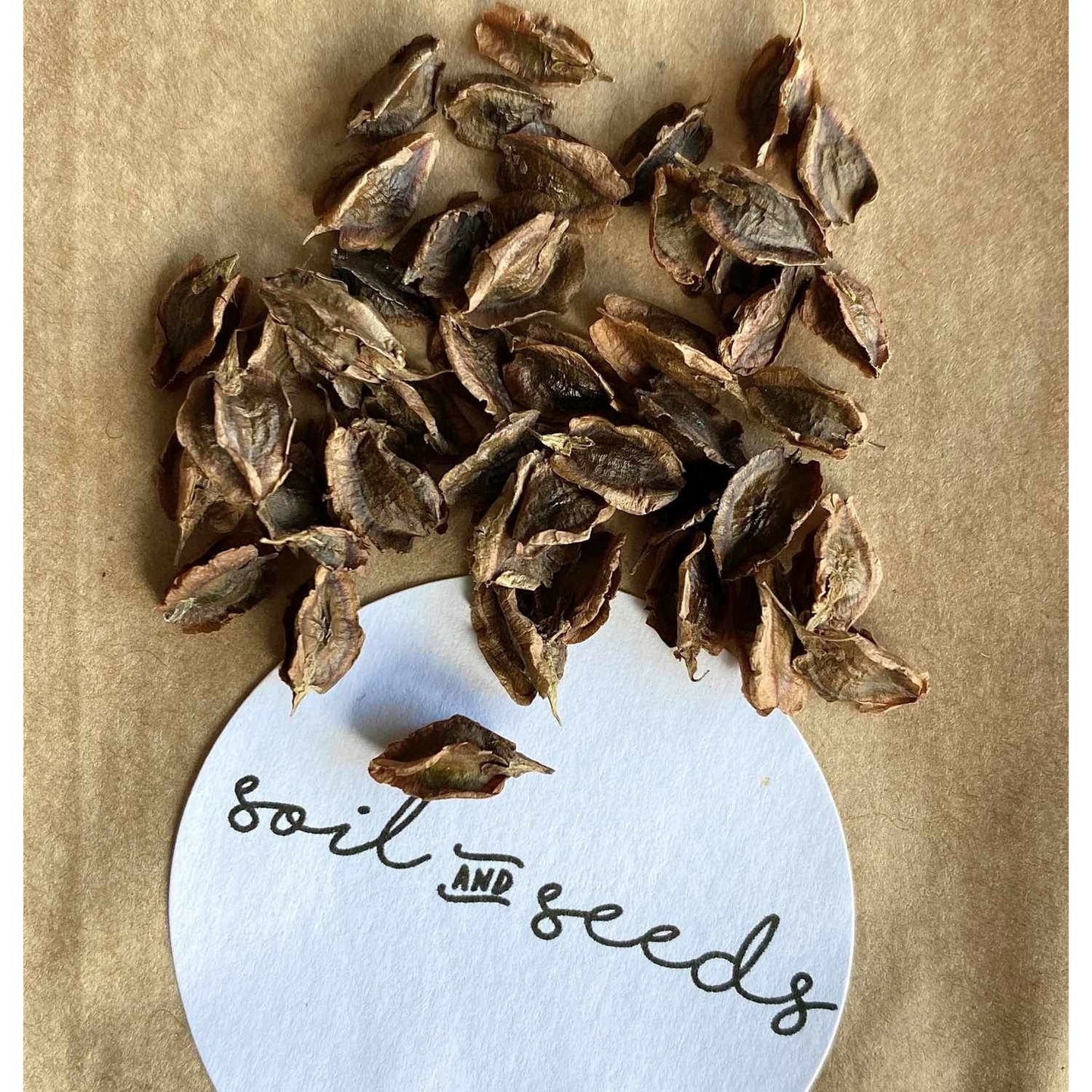 Rabarber ´Victoria´