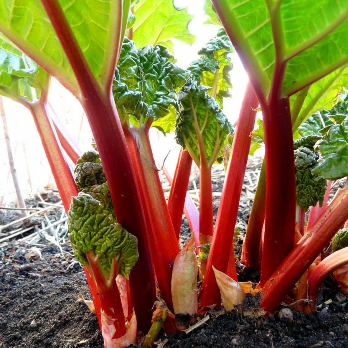 Larper Rhabarber Rabarber ´Victoria´ - Köp frön till rabarber hos Soil & Seeds!