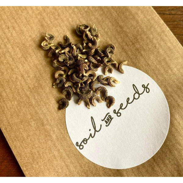 Ringblomma ´Kinglet Mix´