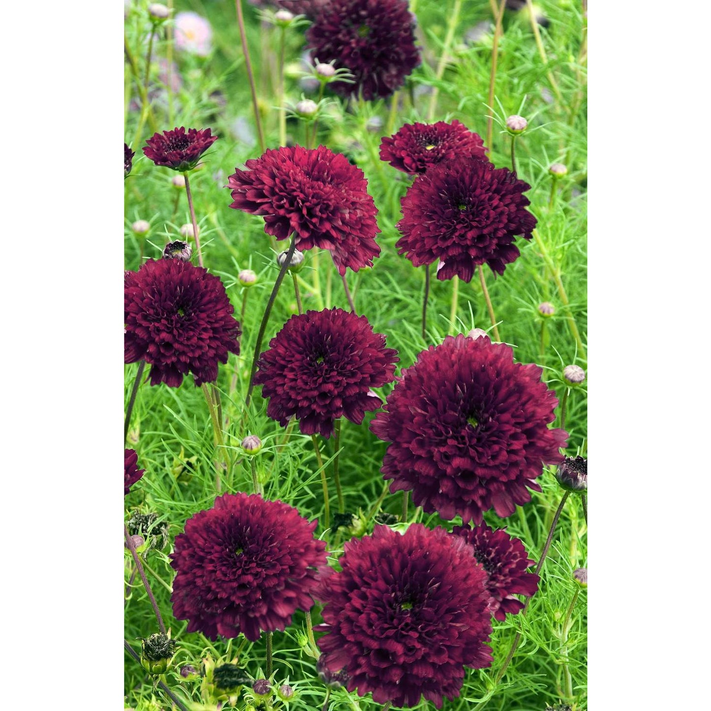 Rosenskära ´Double Click Cranberries´