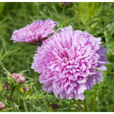 Rosenskära ´Double Dutch Rose´