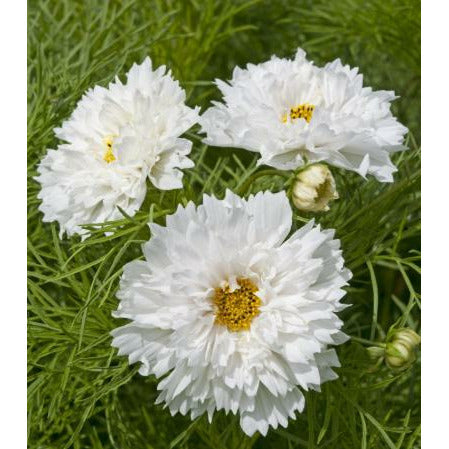 Rosenskära ´Double Dutch White´