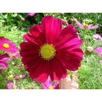 Rosenskära ´Gazebo Red´