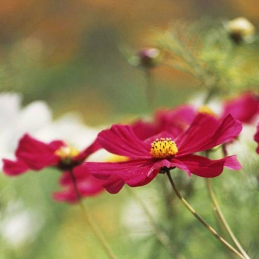 Rosenskära ´Gazebo Red´