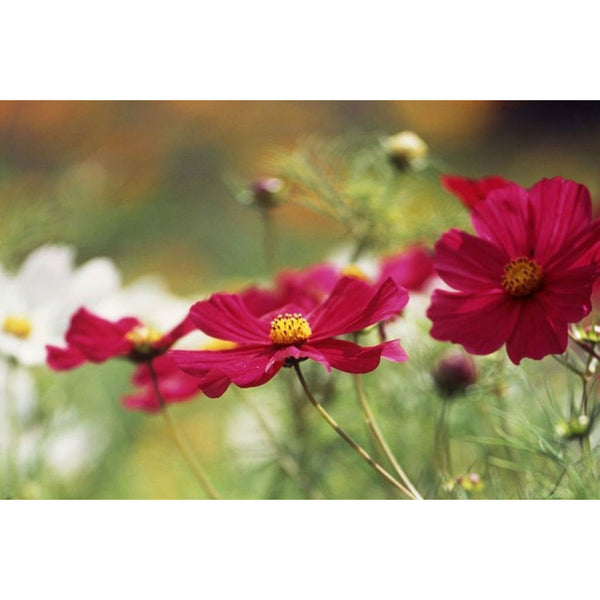 Rosenskära ´Gazebo Red´