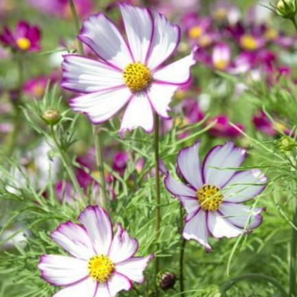 Rosenskära ´Tip Top Picotee´