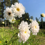Rosenskära ´Double Click Snowpuff´