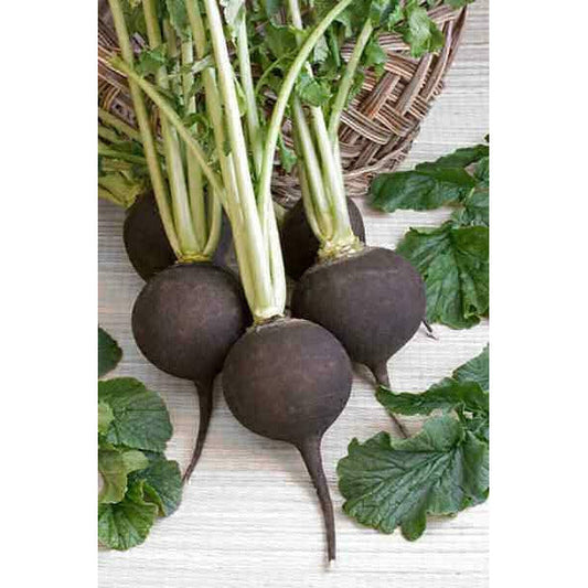 Rättika ´Black Spanish Round´