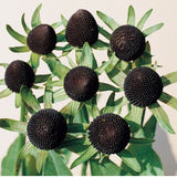 Trollrudbeckia ´Green Wizard´