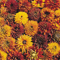 Sommarrudbeckia ´Cherokee Sunset’