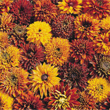 Sommarrudbeckia ´Cherokee Sunset’
