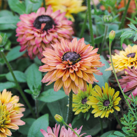 Sommarrudbeckia ´Sahara’