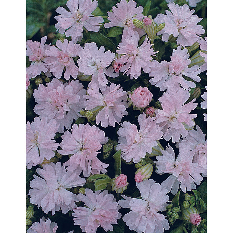 Sommarglim ´Peach Blossom´