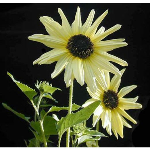 Miniatyrsolros ´Italian White´