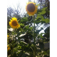 Solros ´Mongolian Giant´