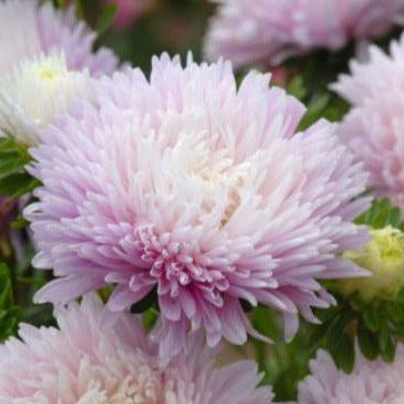 Sommaraster ´King Size Appleblossom´