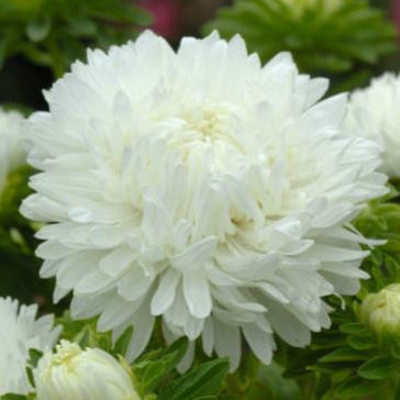 Sommaraster ´King Size White´