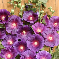 Stockros ´Halo Lavender´