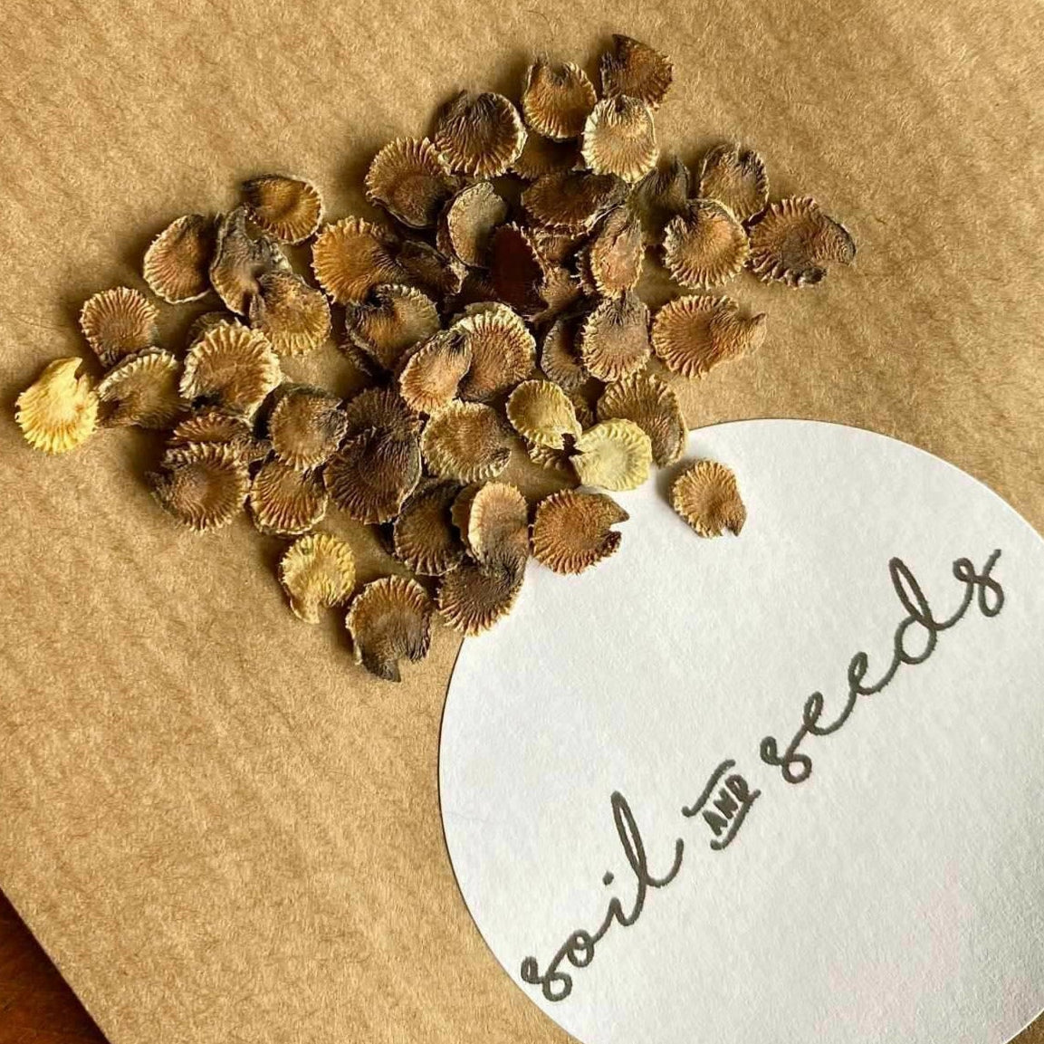 Stockros ´Chater´s Rose´