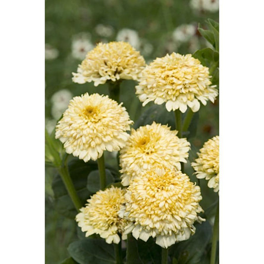 Zinnia ´Cresto! Cream´