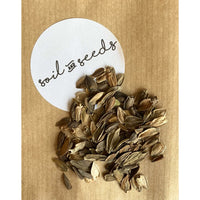 Zinnia ´Cresto! Mix´