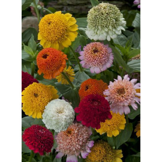 Zinnia ´Cresto! Mix´