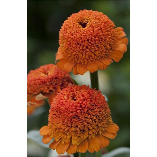 Zinnia ´Cresto! Orange´