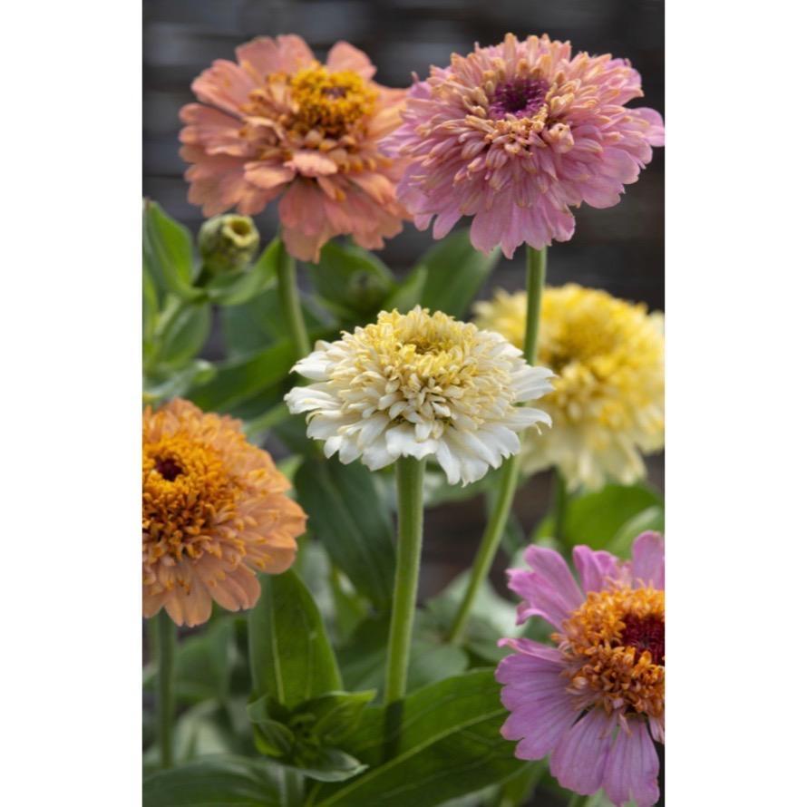 Zinnia ´Cresto! Peaches & Cream´