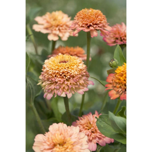 Zinnia ´Cresto! Peachy Pink´