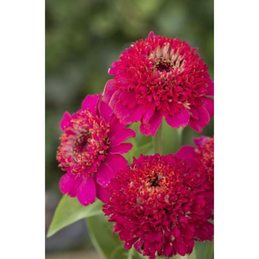 Zinnia ´Cresto! Violet´