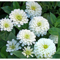 Zinnia ´Polar Bear´