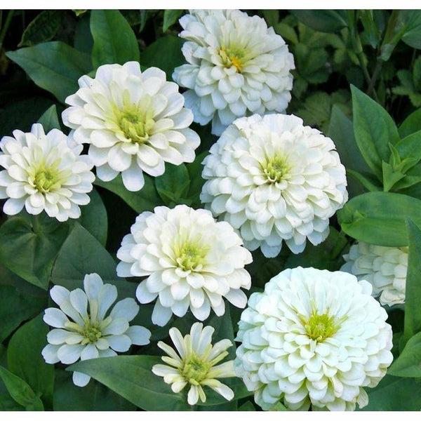 Zinnia ´Polar Bear´