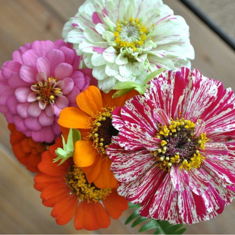 Zinnia ´Thumbelina Mix´