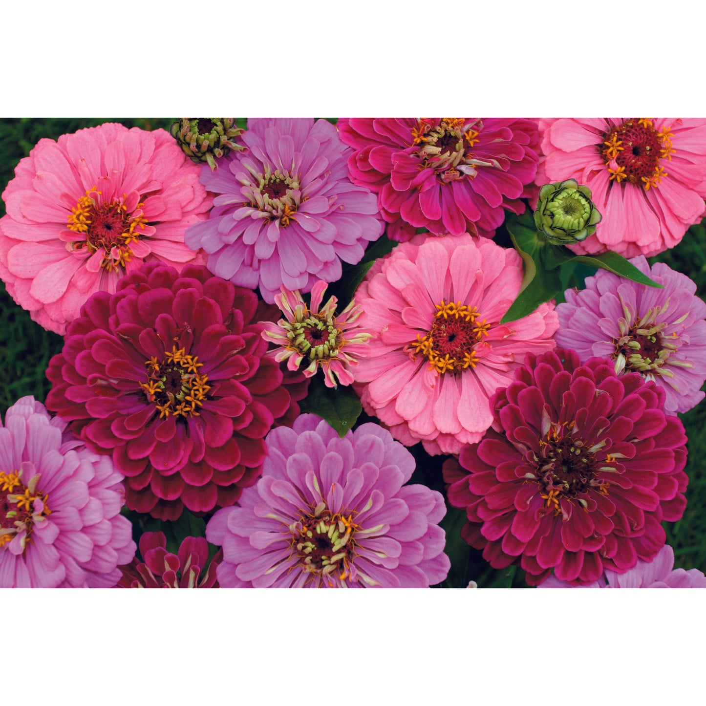Zinnia ´Art Deco´