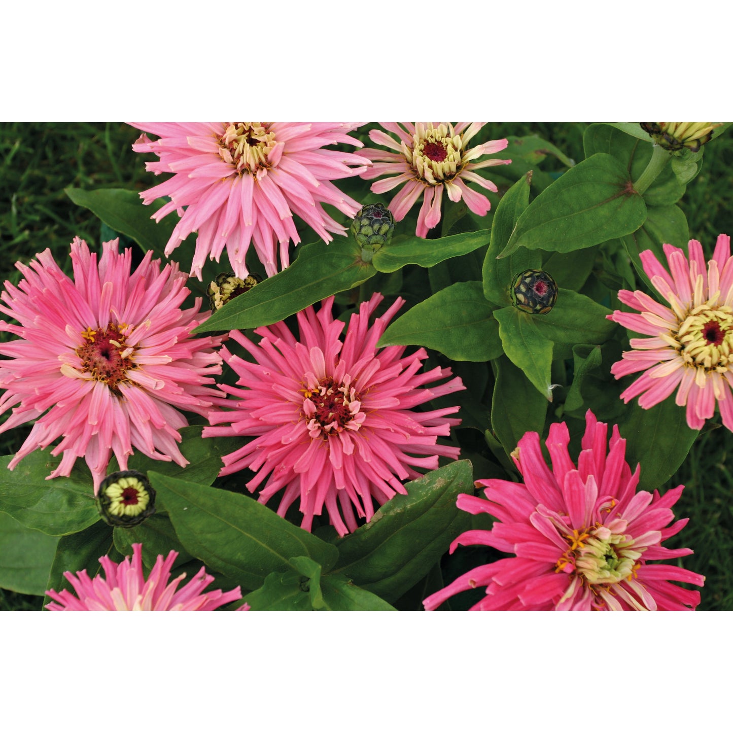 Zinnia ´Pinca´