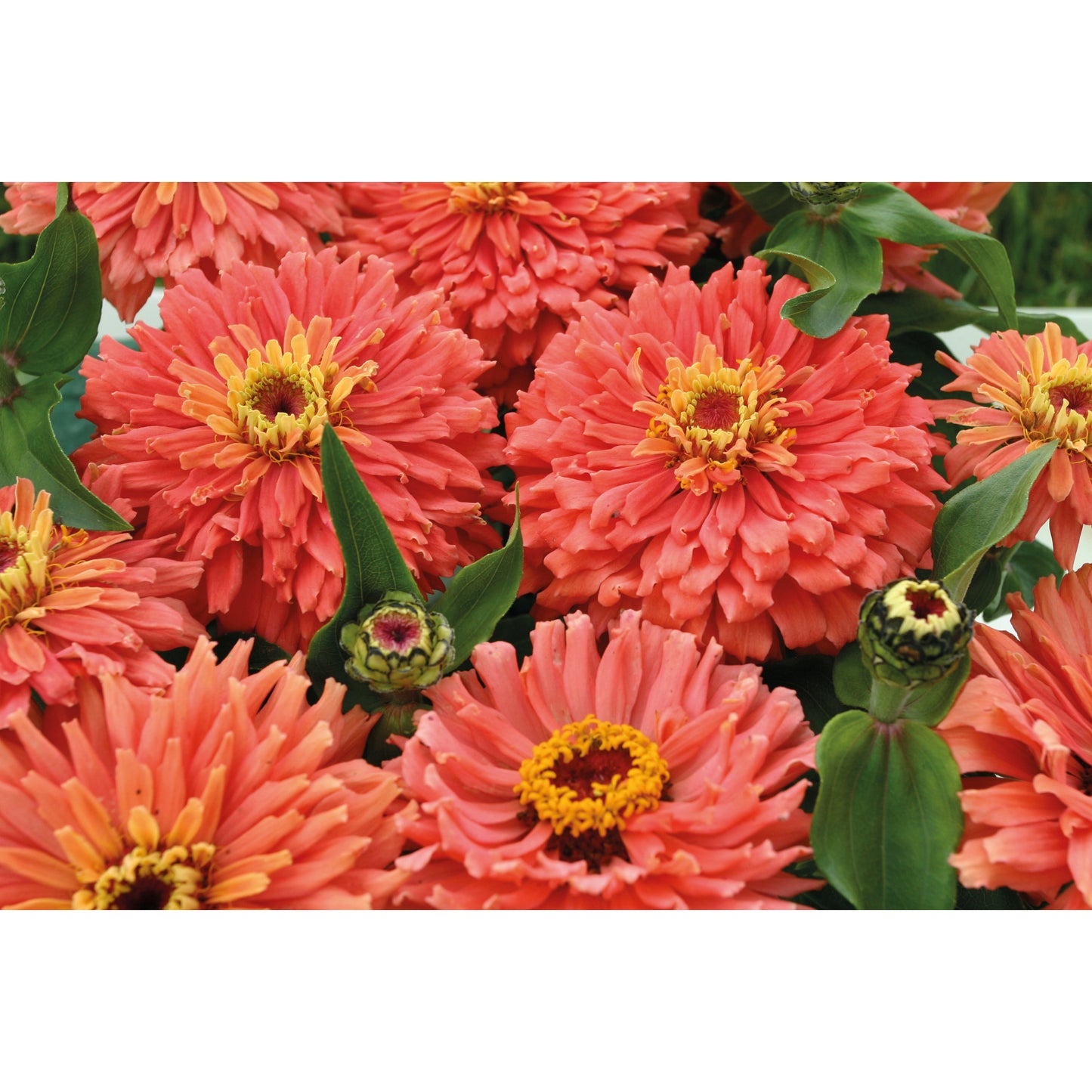 Zinnia ´Senora´