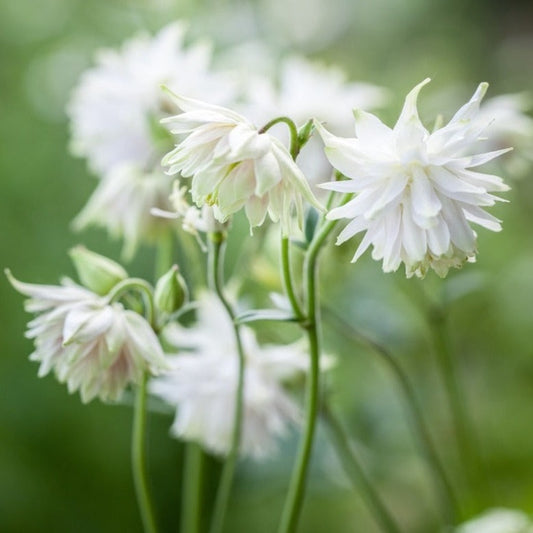 Akleja ´White Barlow´