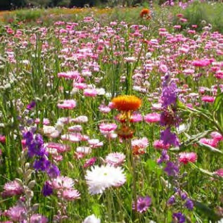 Blomsterblandning Eterneller