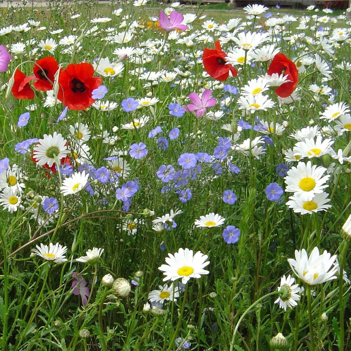 Blomsterblandning Lantliga Blommor