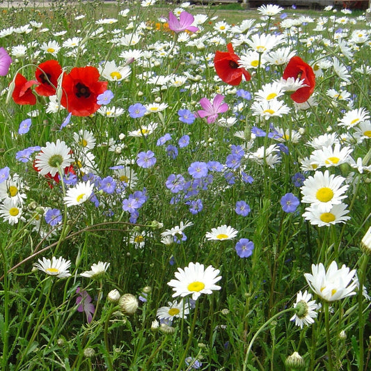 Blomsterblandning Lantliga Blommor