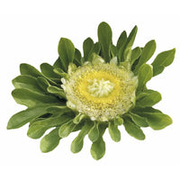 Sommaraster ´Hulk´