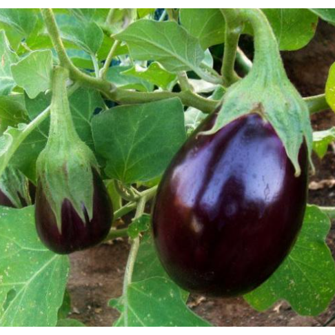 Aubergine ´Black Beauty´