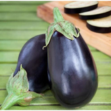 Aubergine ´Black Beauty´