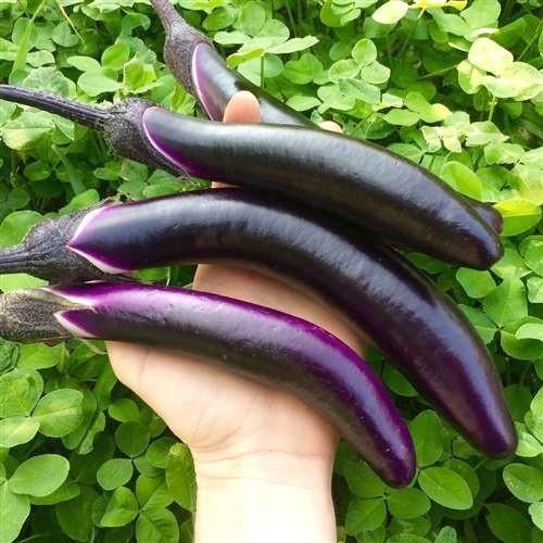 Aubergine ´Early Long Purple´