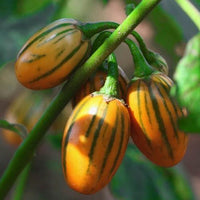 Aubergine ´Striped Toga´
