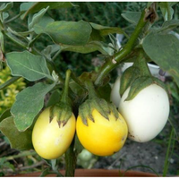 Aubergine ´White Egg´